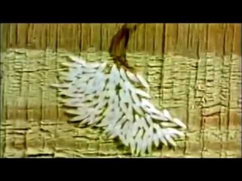 Tipos de polillas de la madera