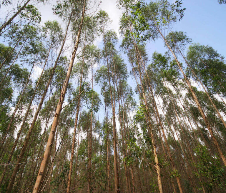 madera de eucalipto o pino